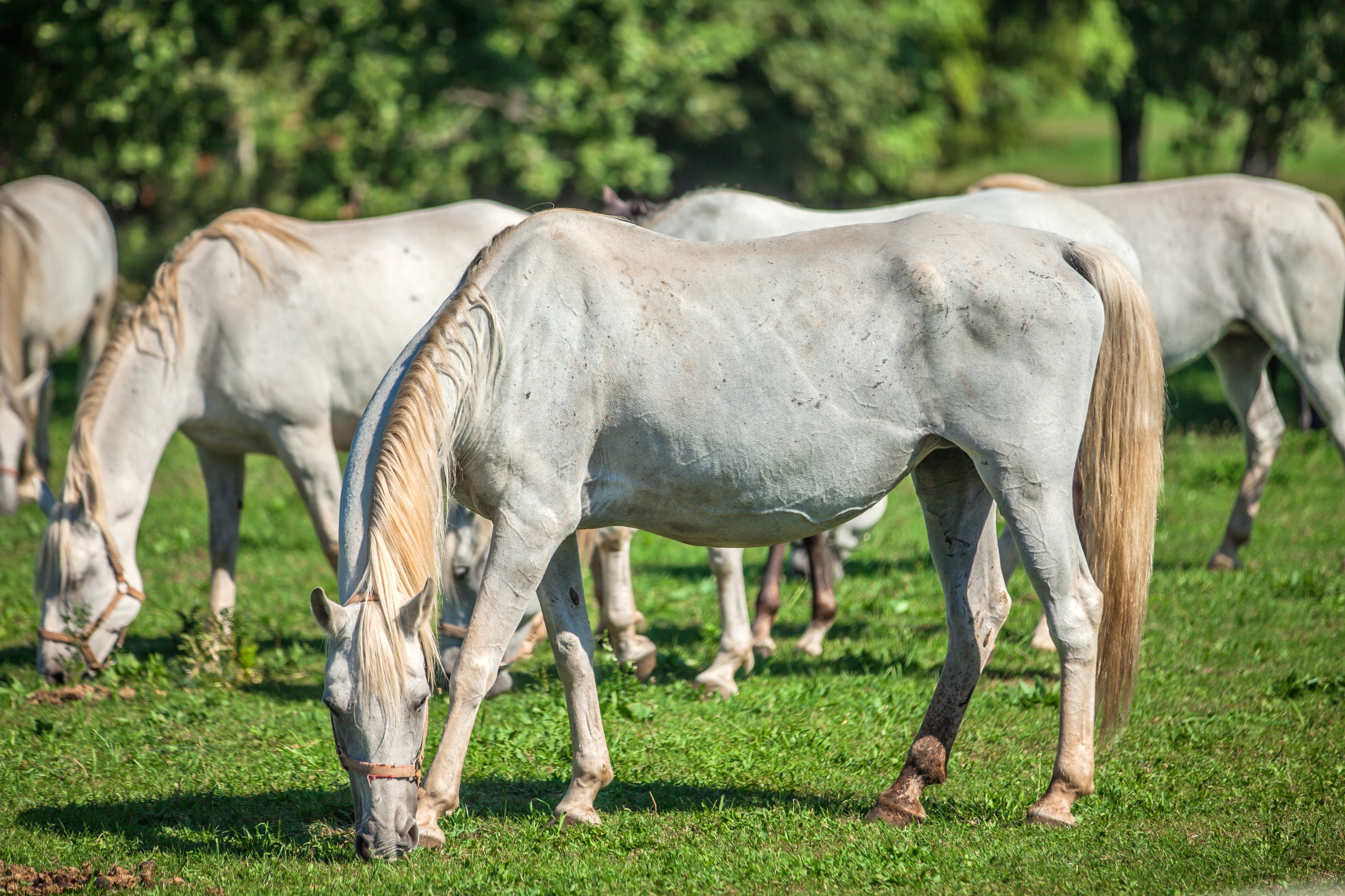 white horses