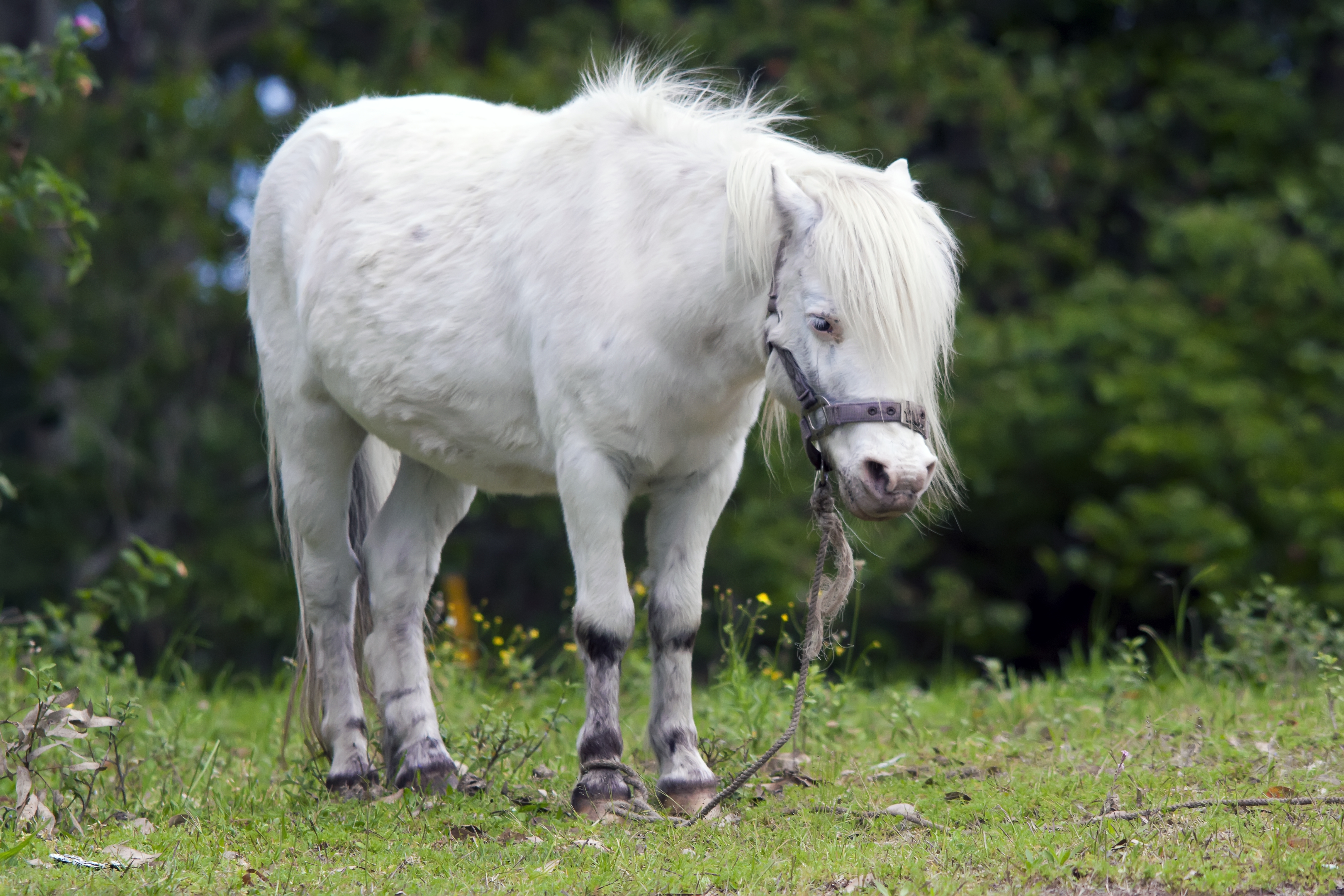 foal