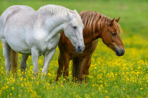 brown and white mean horse